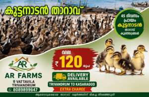 Premium Kuttanadan Ducklings Available