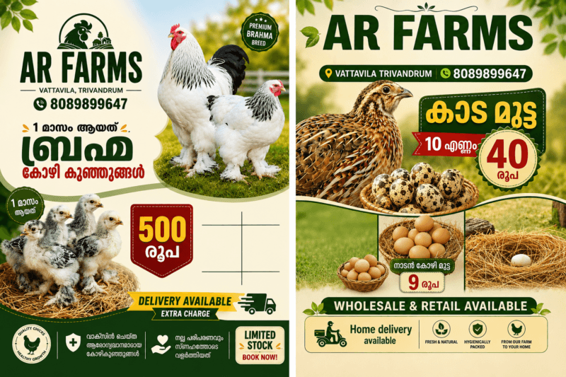Premium Kuttanadan Ducklings Available