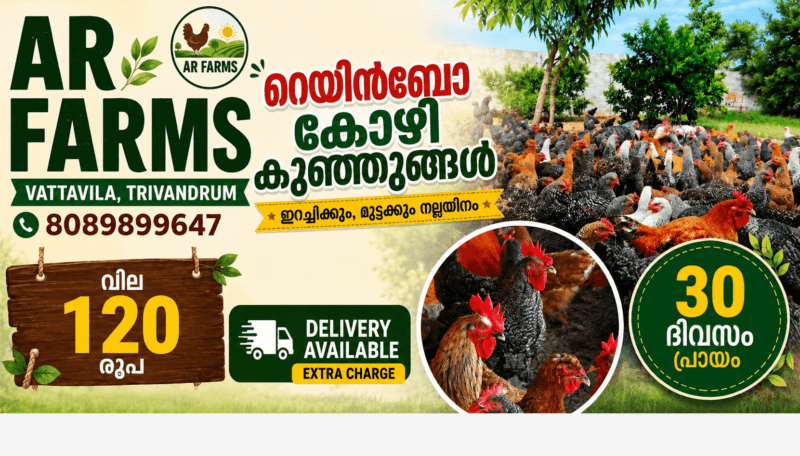 Premium Kuttanadan Ducklings Available